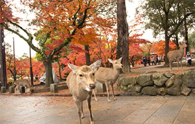 ทัวร์ญี่ปุ่น NAGOYA ISE ซุปตาร์ อาม่า จัง
