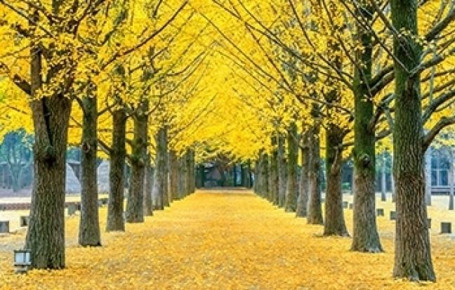 ทัวร์เกาหลี KOREA WINTER’S SOUL