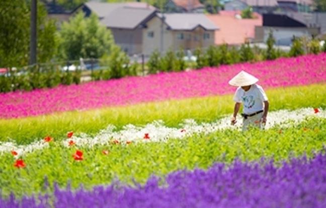 ทัวร์ญี่ปุ่น HOKKAIDO LAVENDER TG NO.2