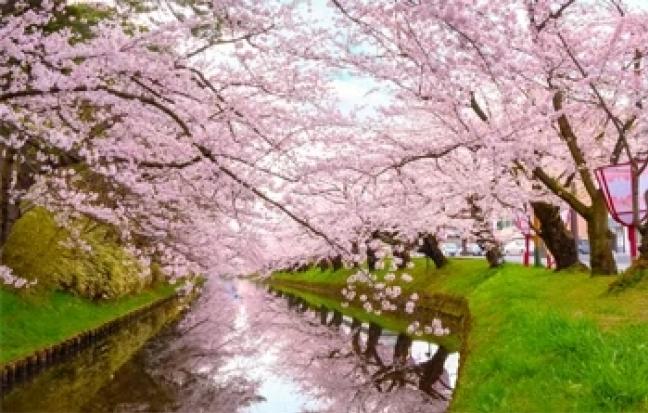 ทัวร์เกาหลี LOVE SAKURA